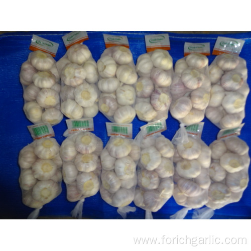 Fresh Normal White Garlic New Crop 2019